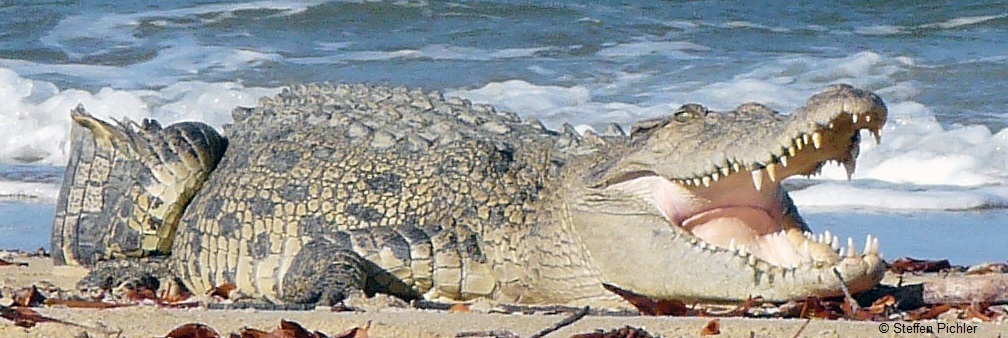 Free Saltwater Crocodile on a Beach